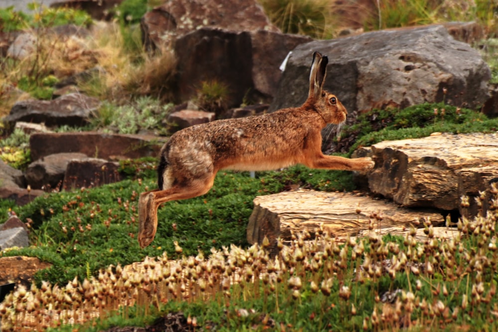 a brown rabbit jumping over a pile of rocks