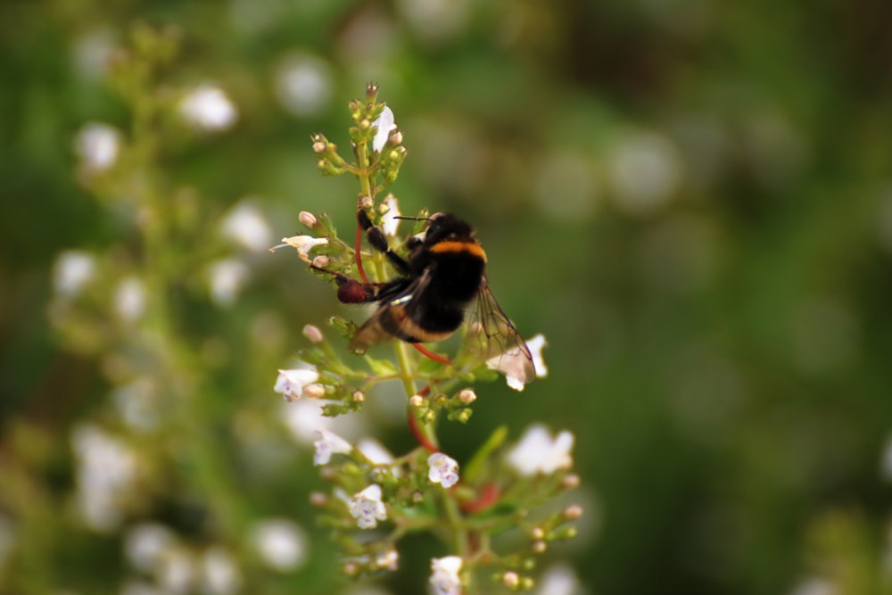 a bee sitting on top of a white flower