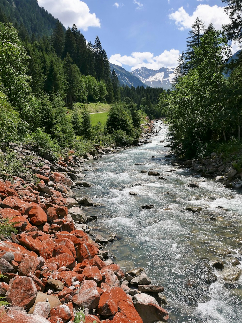 a river running through a lush green forest