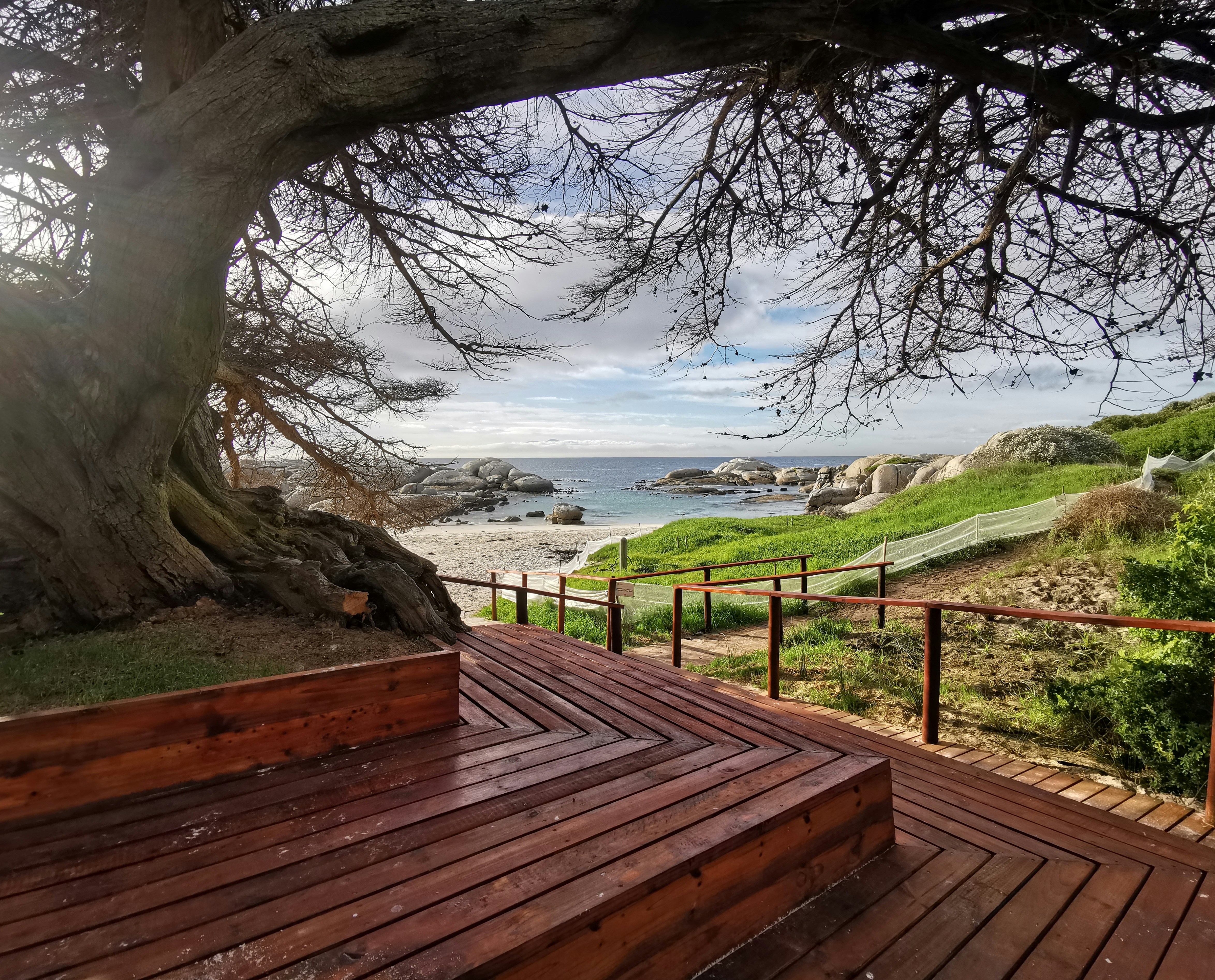 a wooden deck next to a large tree