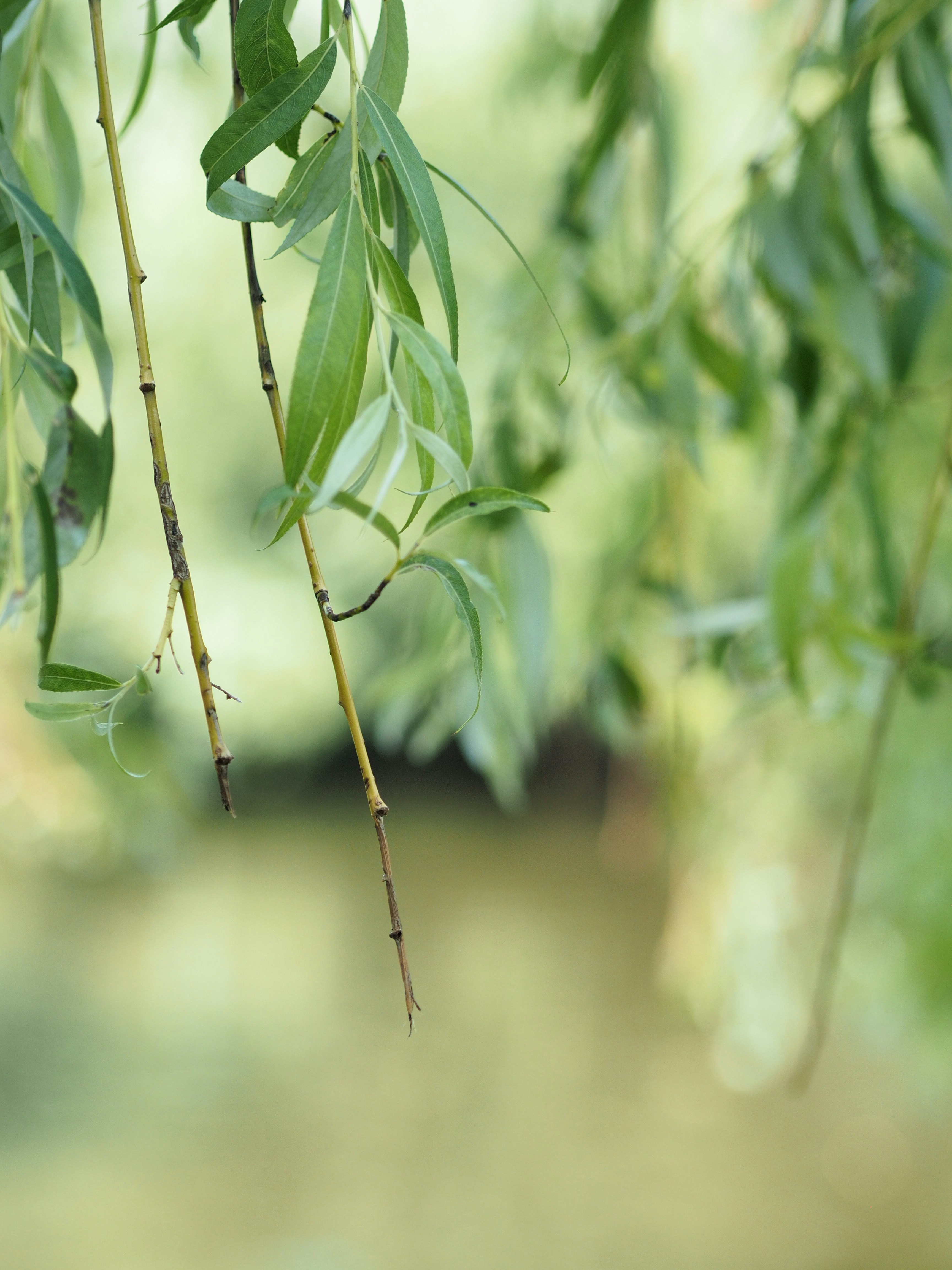 Photo by behnazyosofi