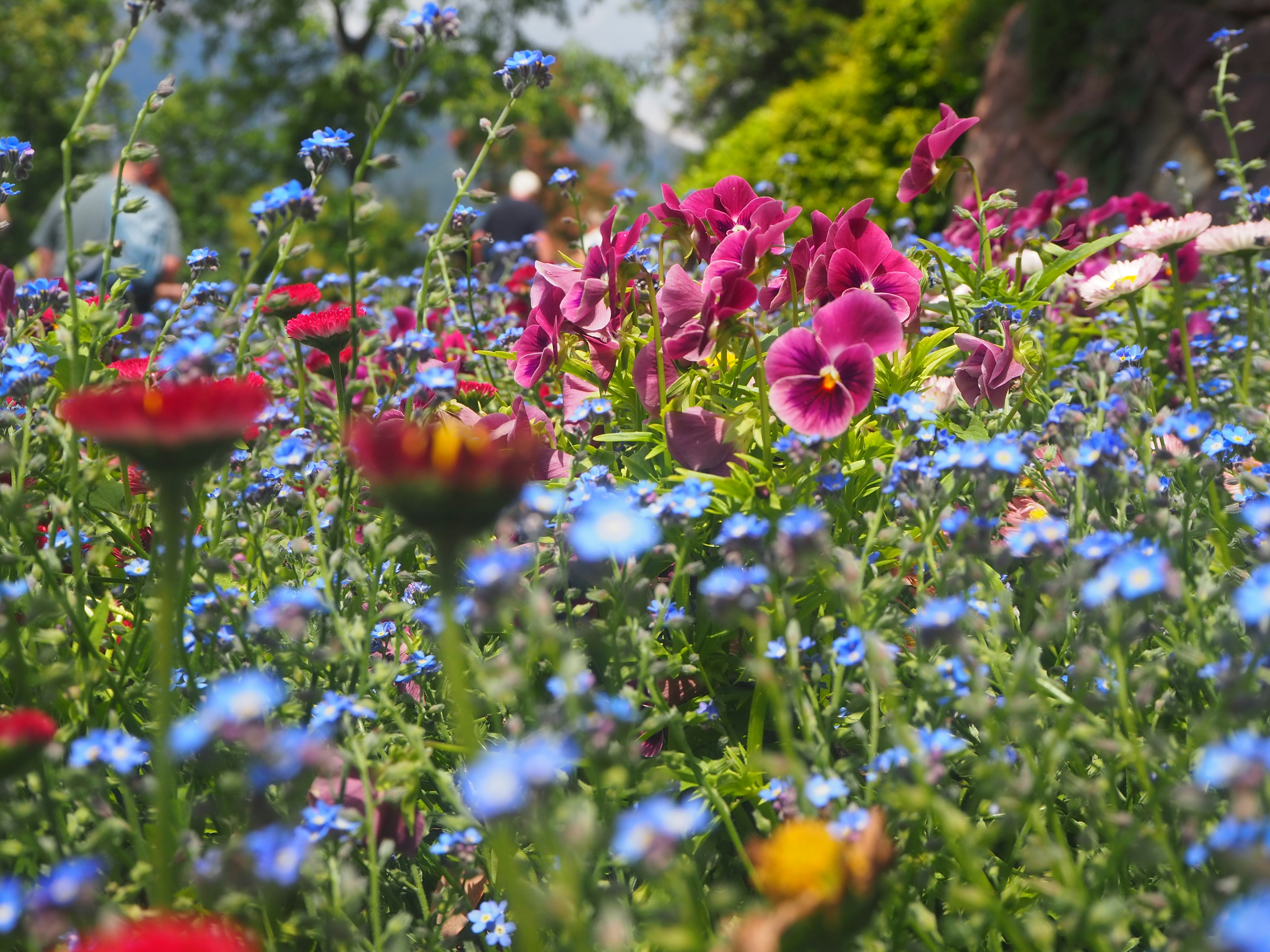 Colorful flowers spring summer, ilustrasi artikel Blooming Beauty: Stunning Floral Arrangements for Every Season 2