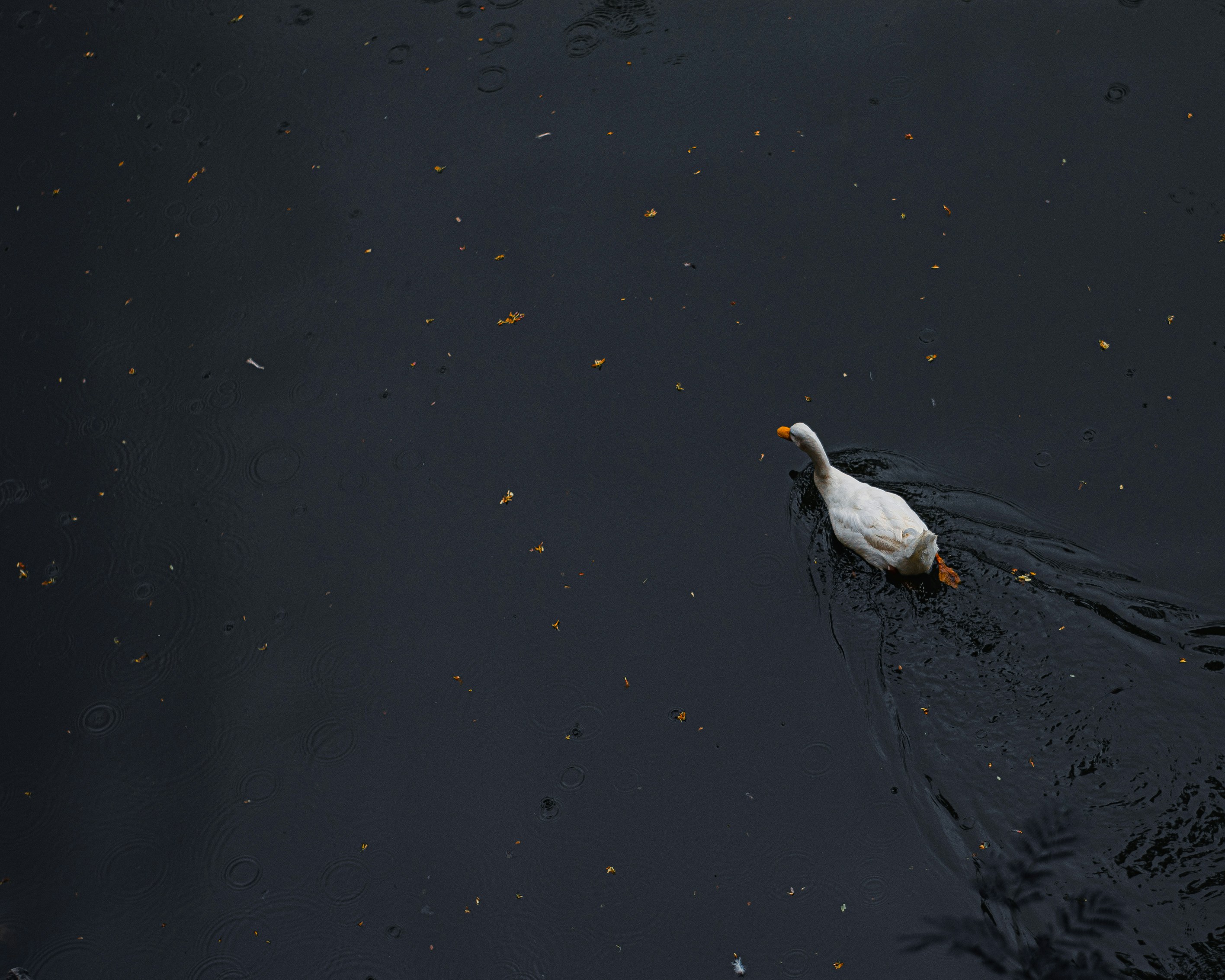 Photo by sagarkulkarni