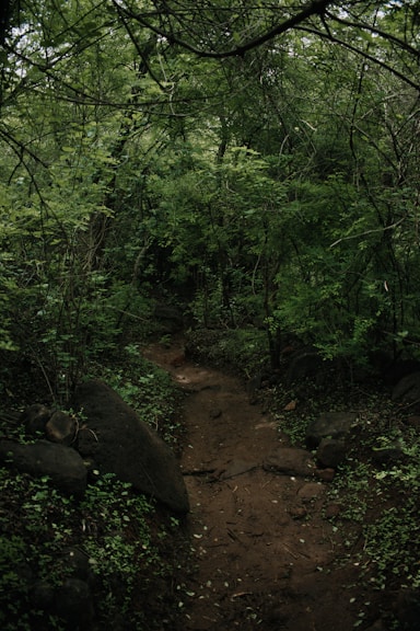 a dirt path in the middle of a forest
