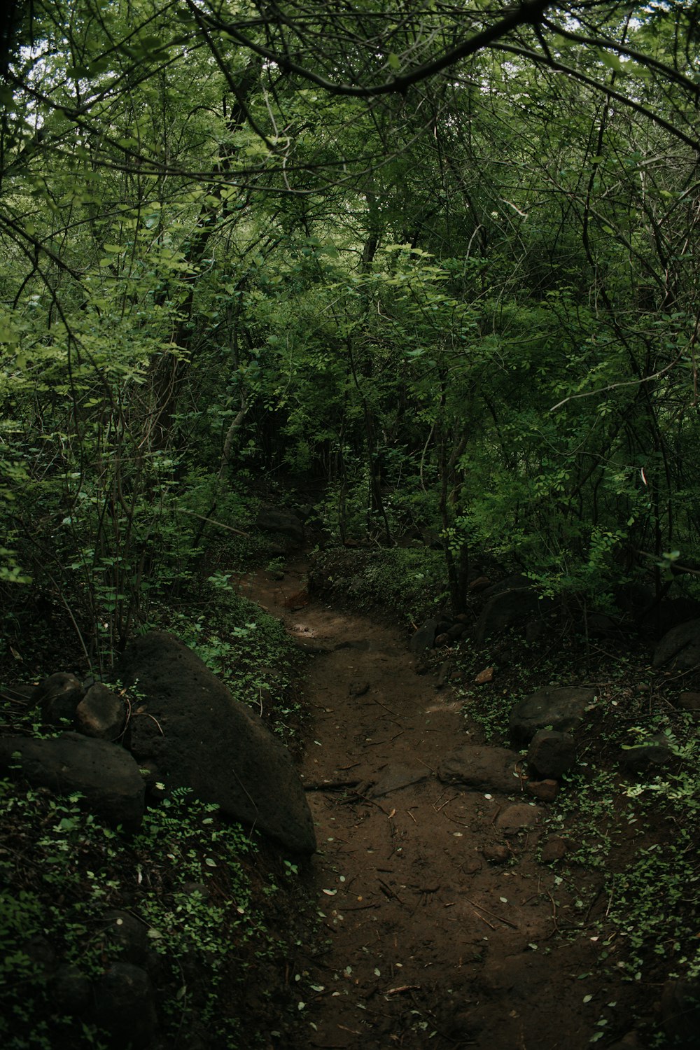 a dirt path in the middle of a forest