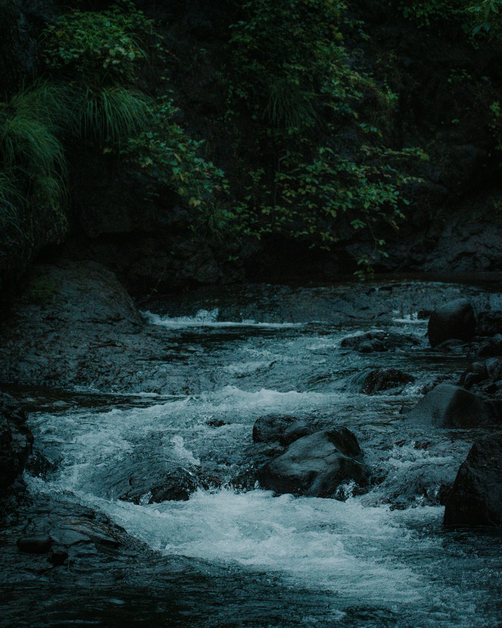 a river running through a lush green forest