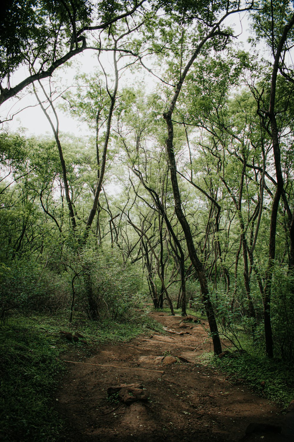 a dirt path in the middle of a forest