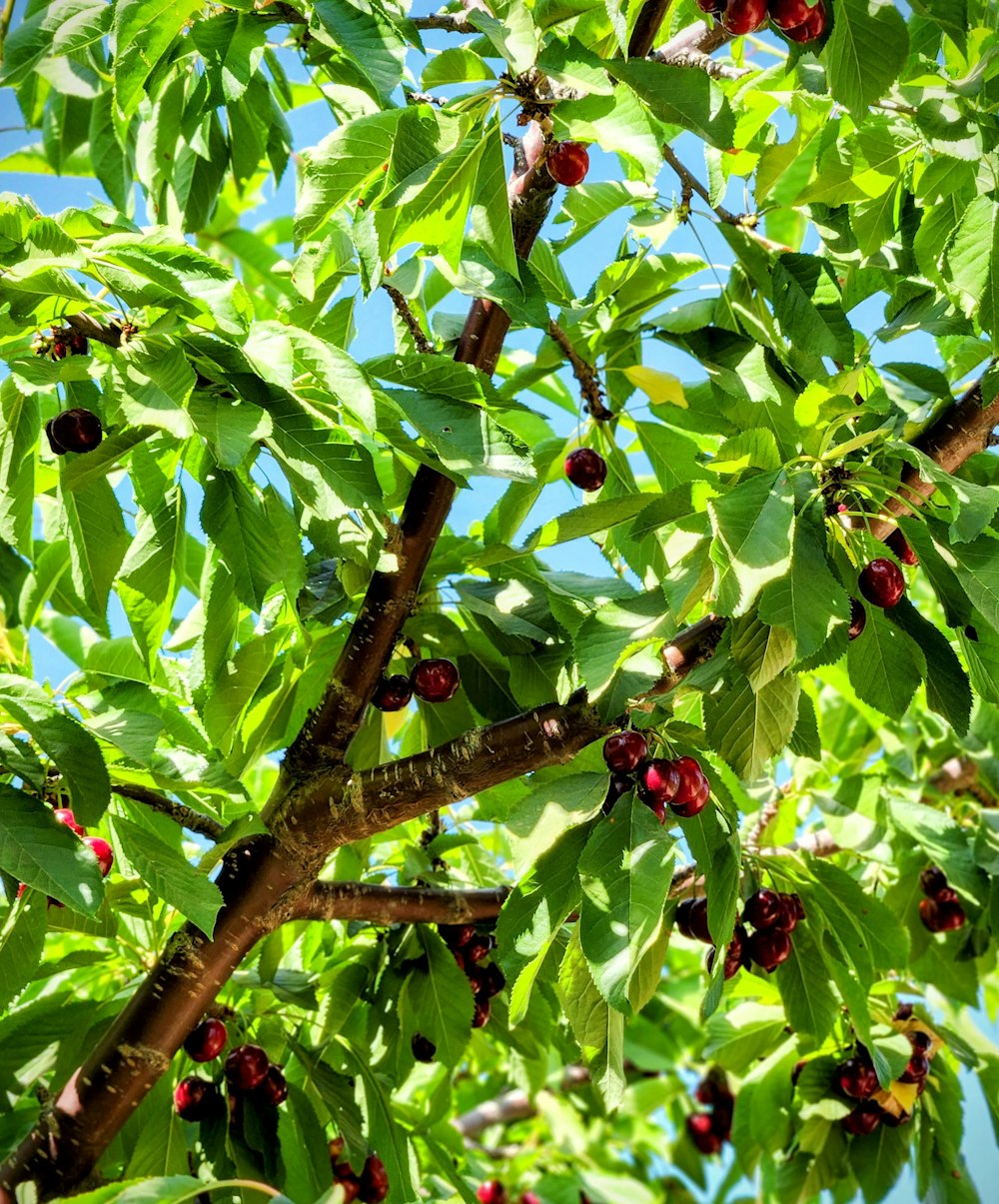 a tree filled with lots of green leaves