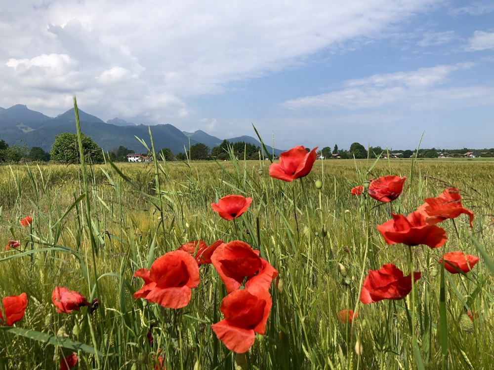 a field full of red flowers with mountains in the background