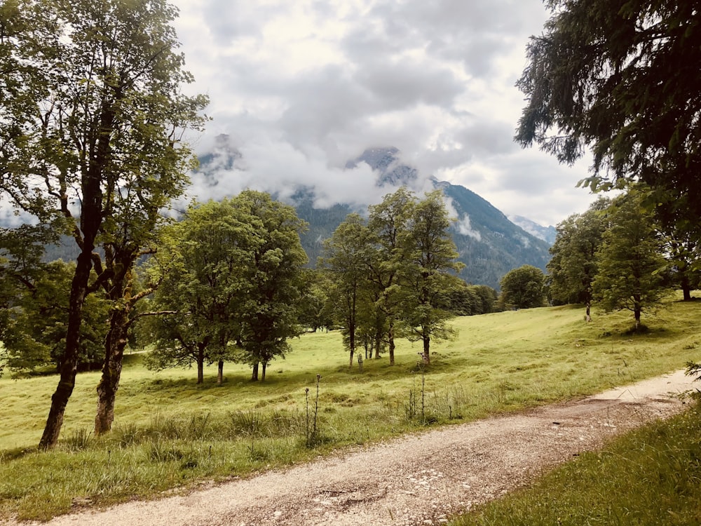 a dirt road going through a lush green forest