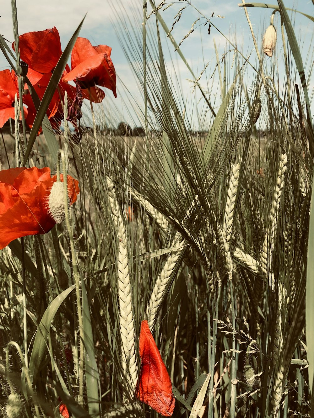 a field full of tall grass and red flowers