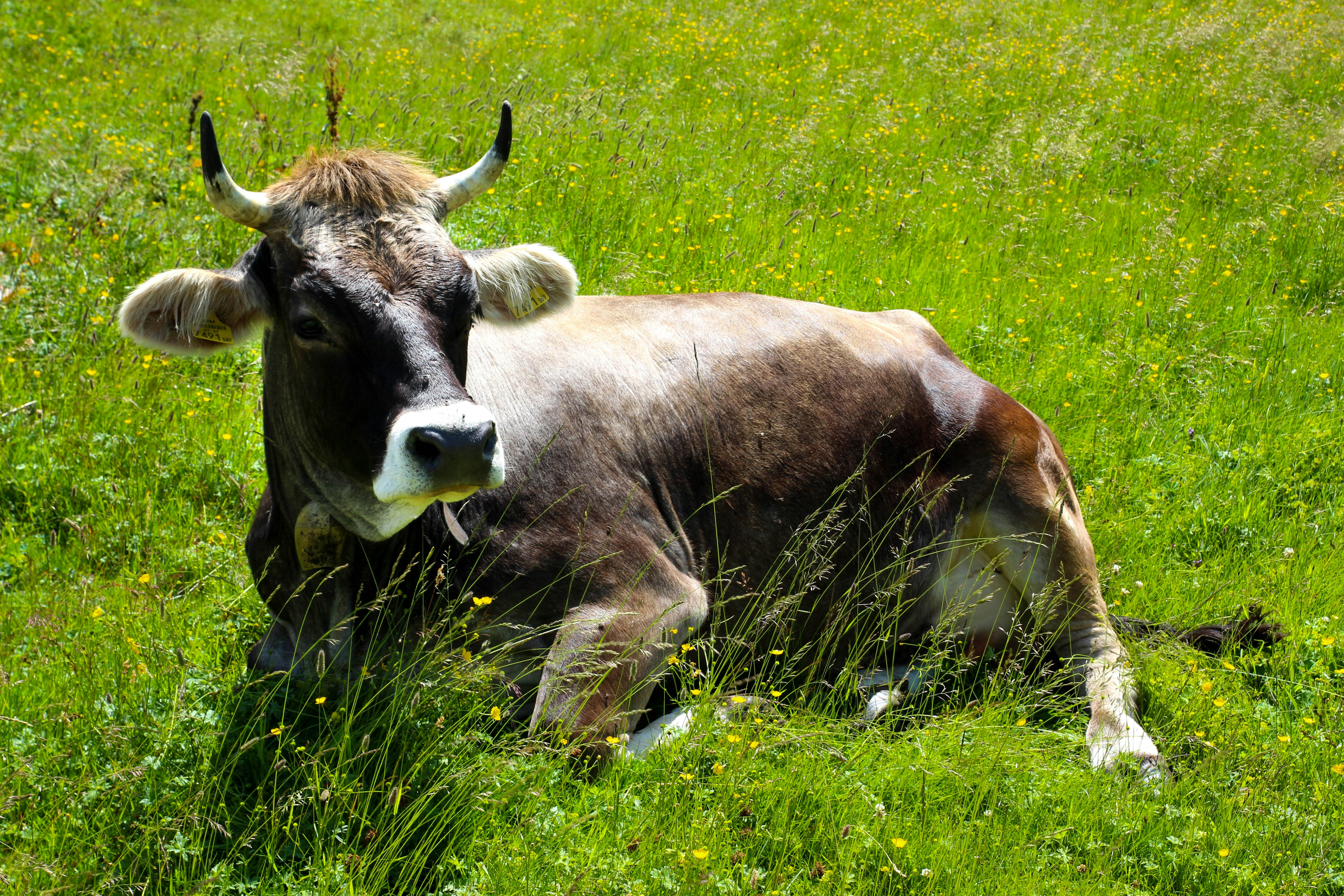 a cow laying down in a field of grass