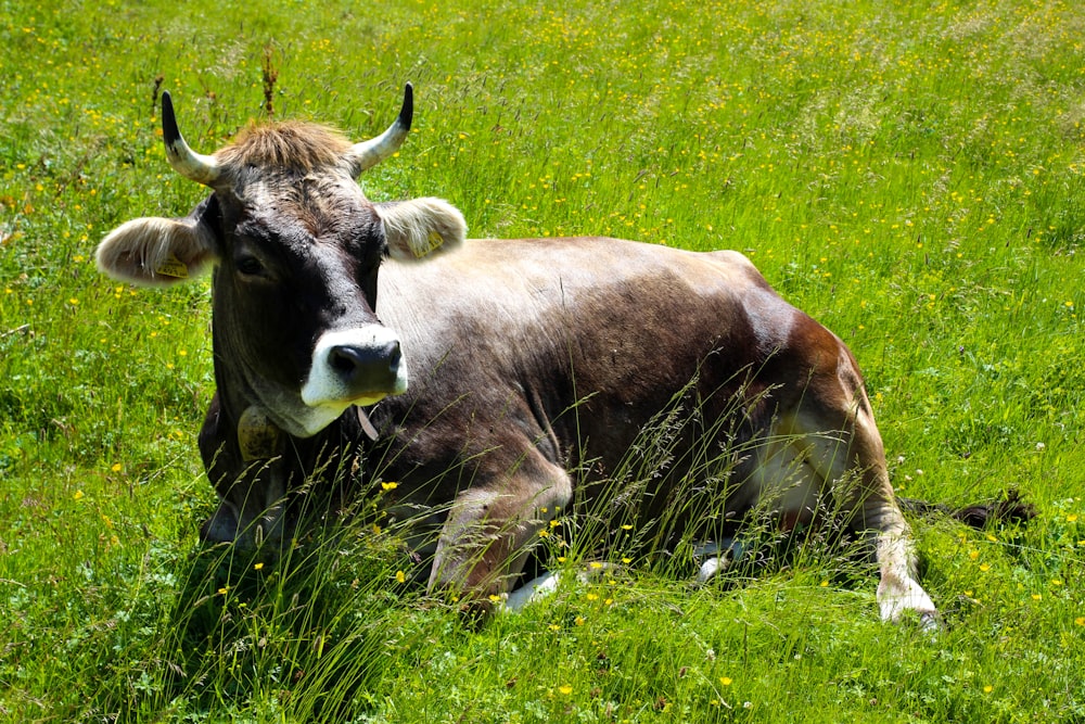 eine Kuh, die sich auf einem Grasfeld hinlegt