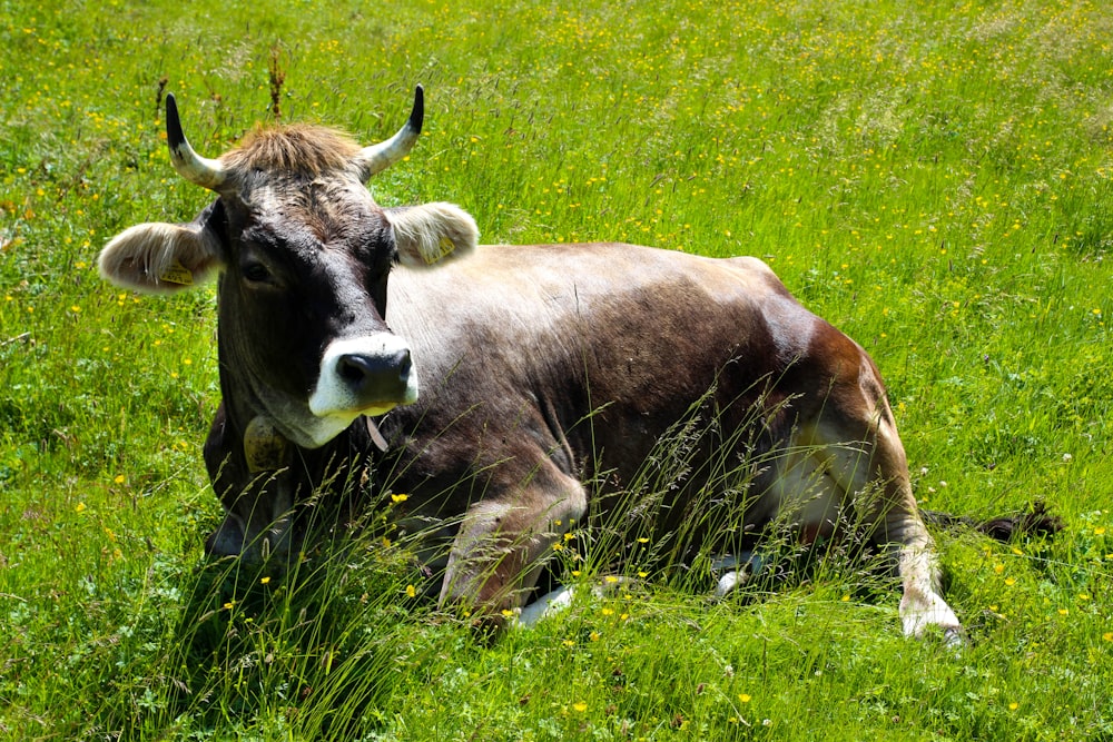 uma vaca deitada em um campo de grama
