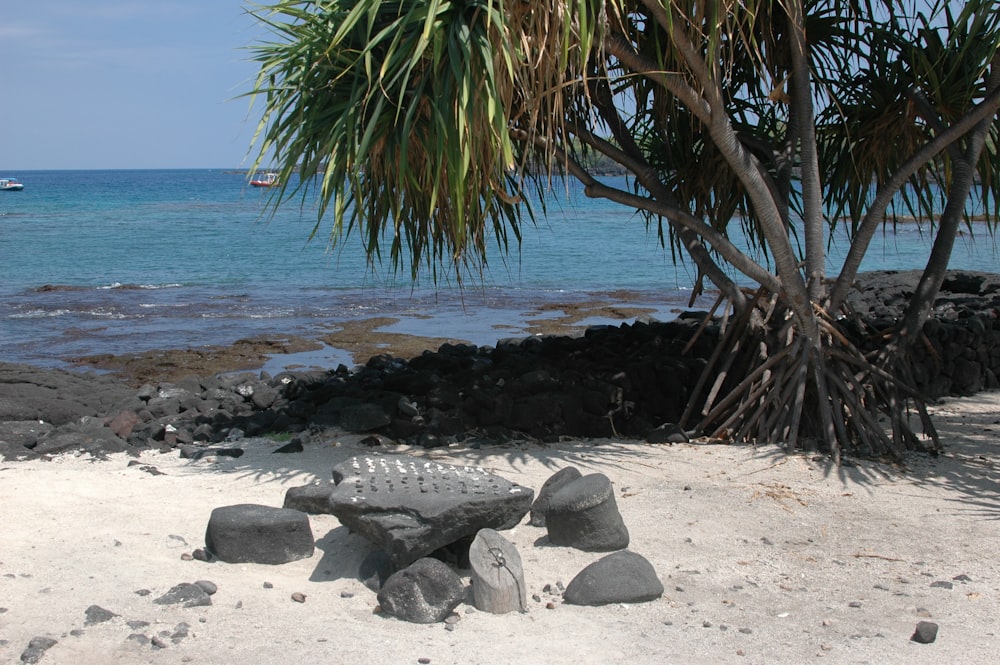 a beach with rocks and a palm tree