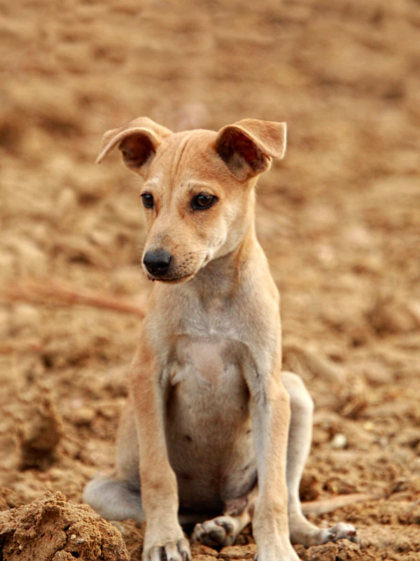 Small brown puppy sitting in a dirt field