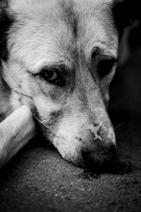 a close up of a dog laying on the ground
