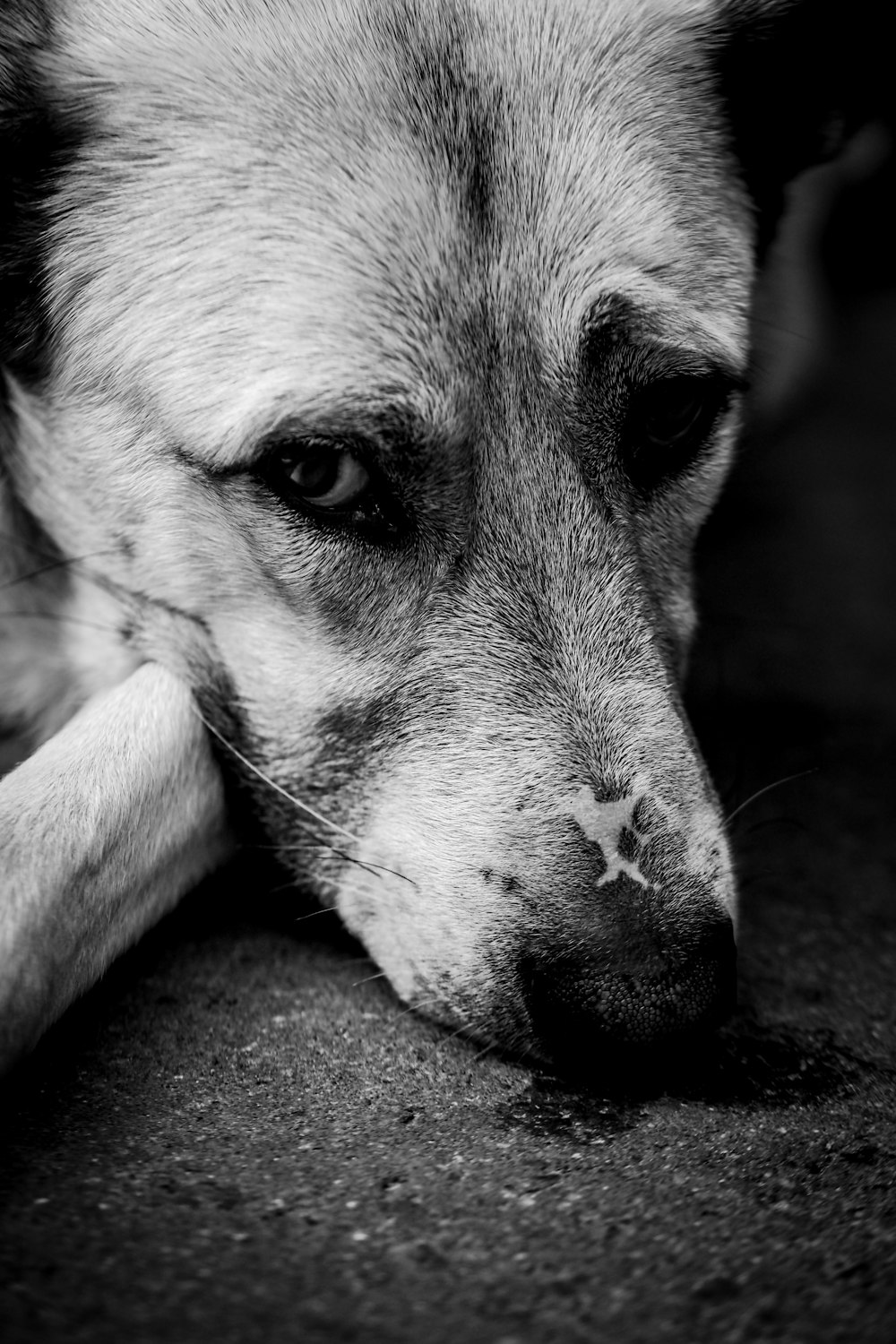 a close up of a dog laying on the ground