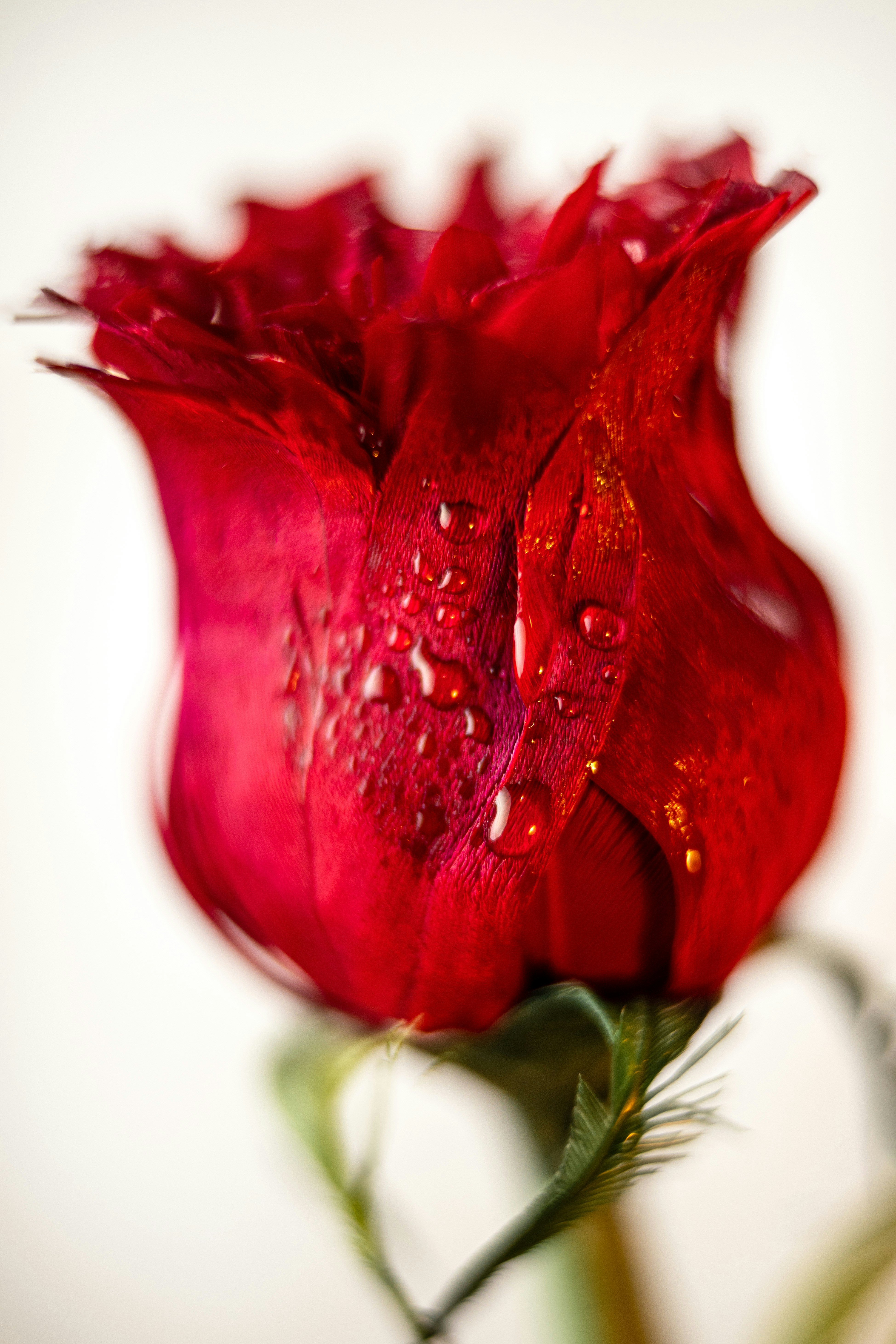 a red rose with water droplets on it