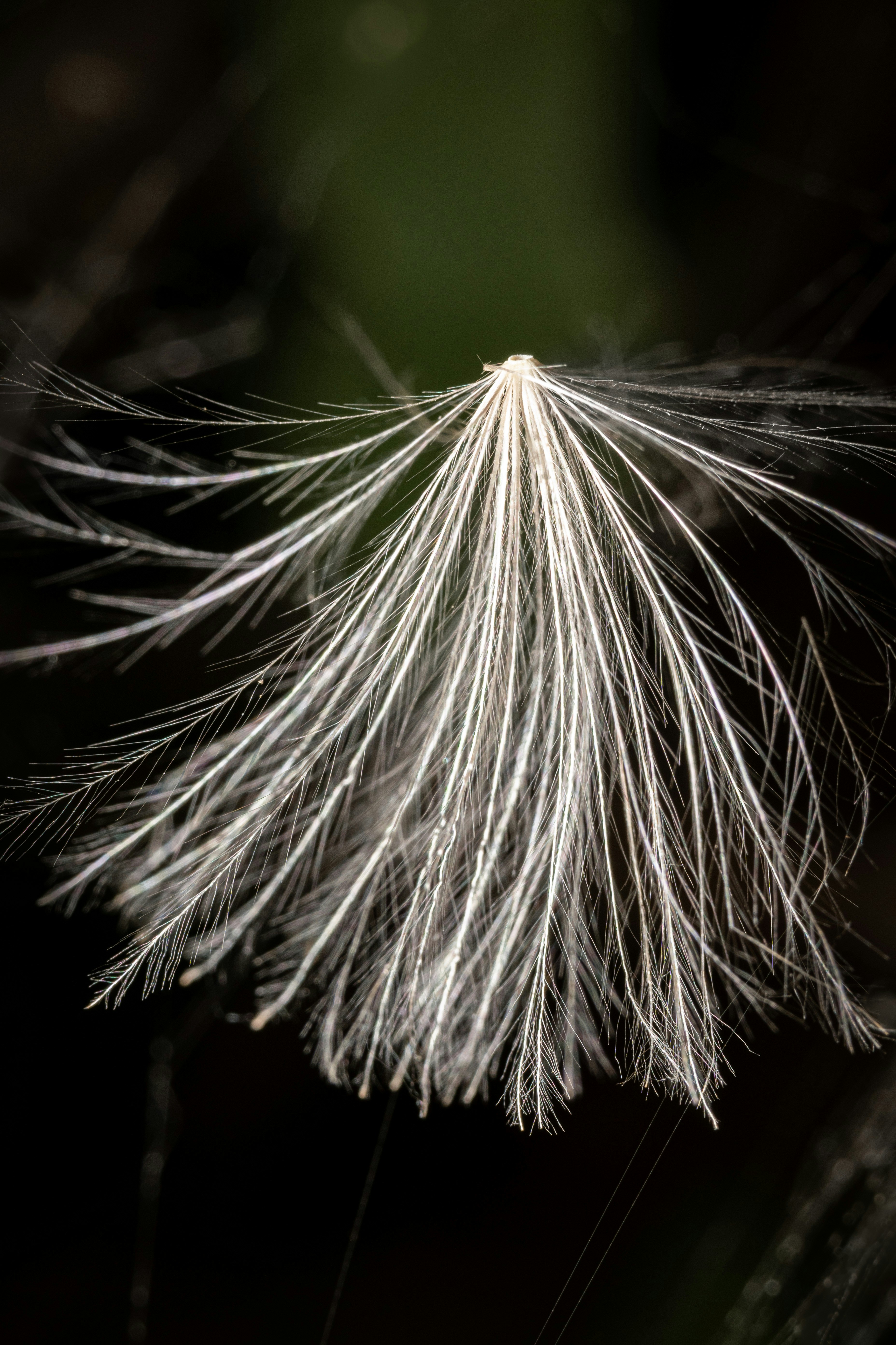 a close up of a white flower on a black background