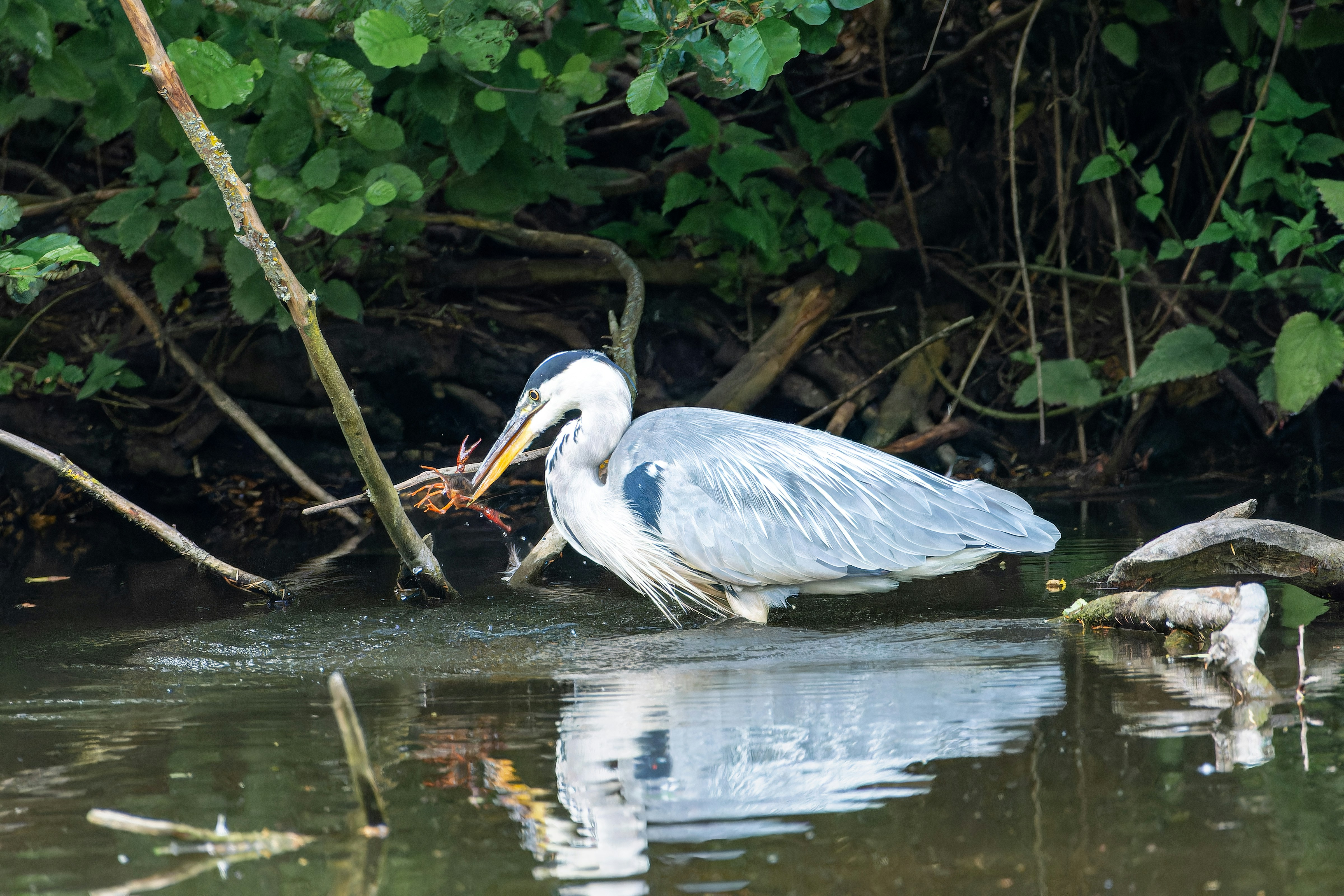 ein Vogel mit einem Fisch im Maul im Wasser