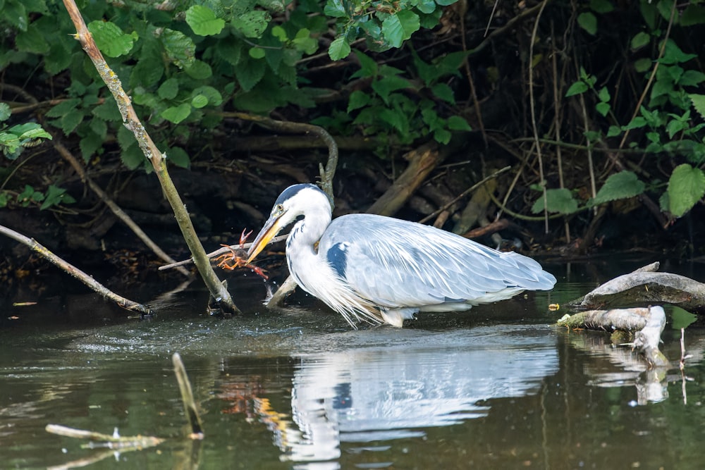 a bird with a fish in it's mouth in the water