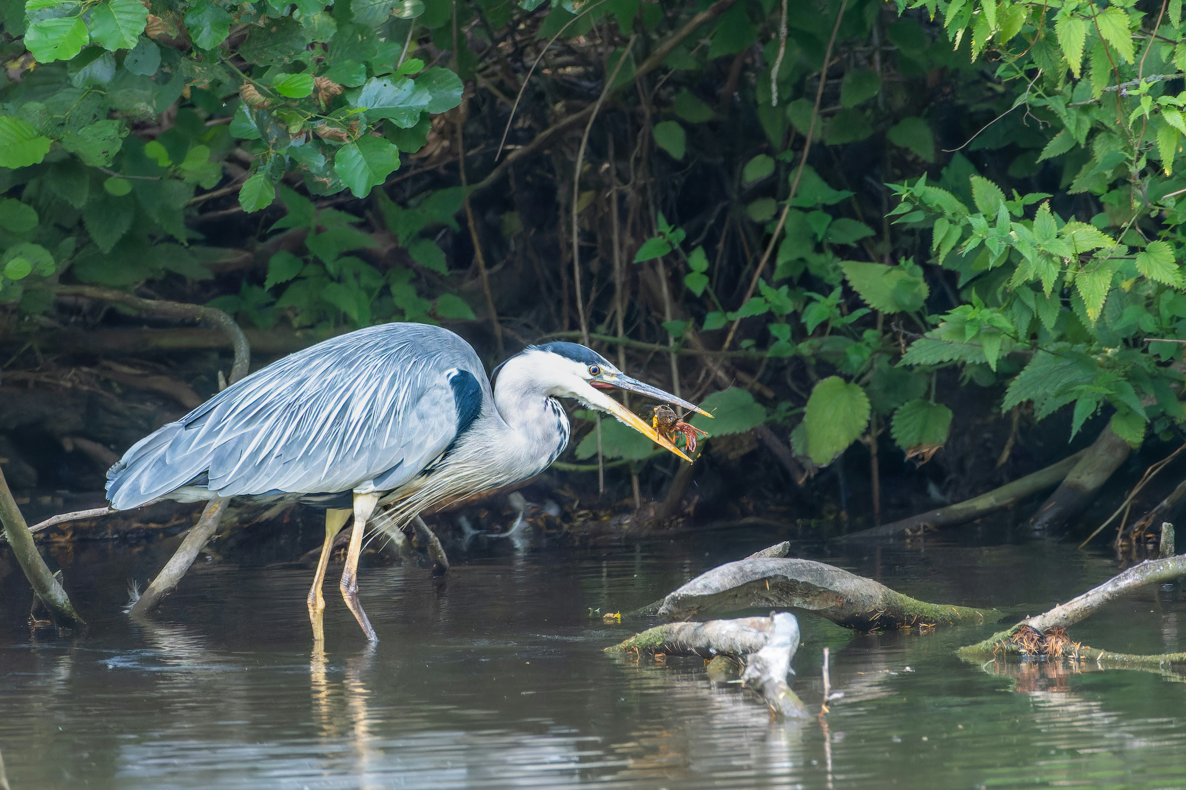 ein blauer Reiher mit einem Fisch im Maul