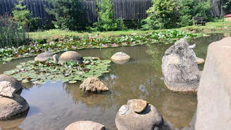 A peaceful backyard pond with lily pads and a small waterfall surrounded by stones.