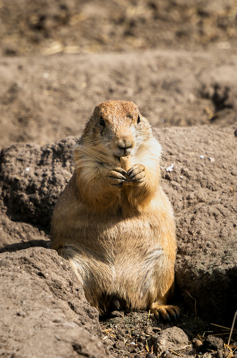 a groundhog sitting on top of a pile of dirt
