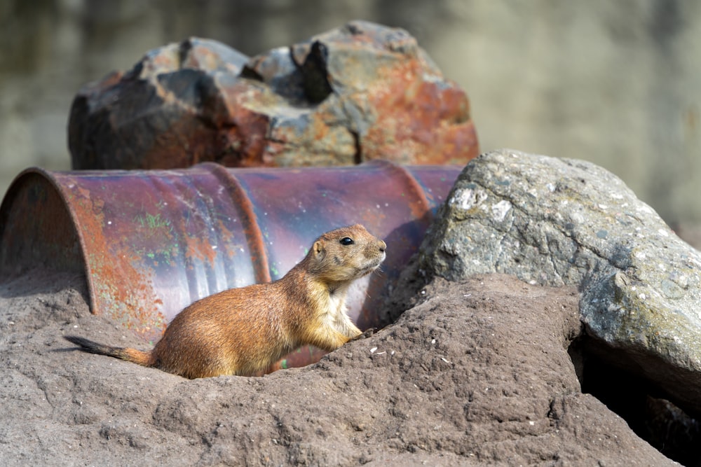 a small rodent sitting on top of a pile of dirt