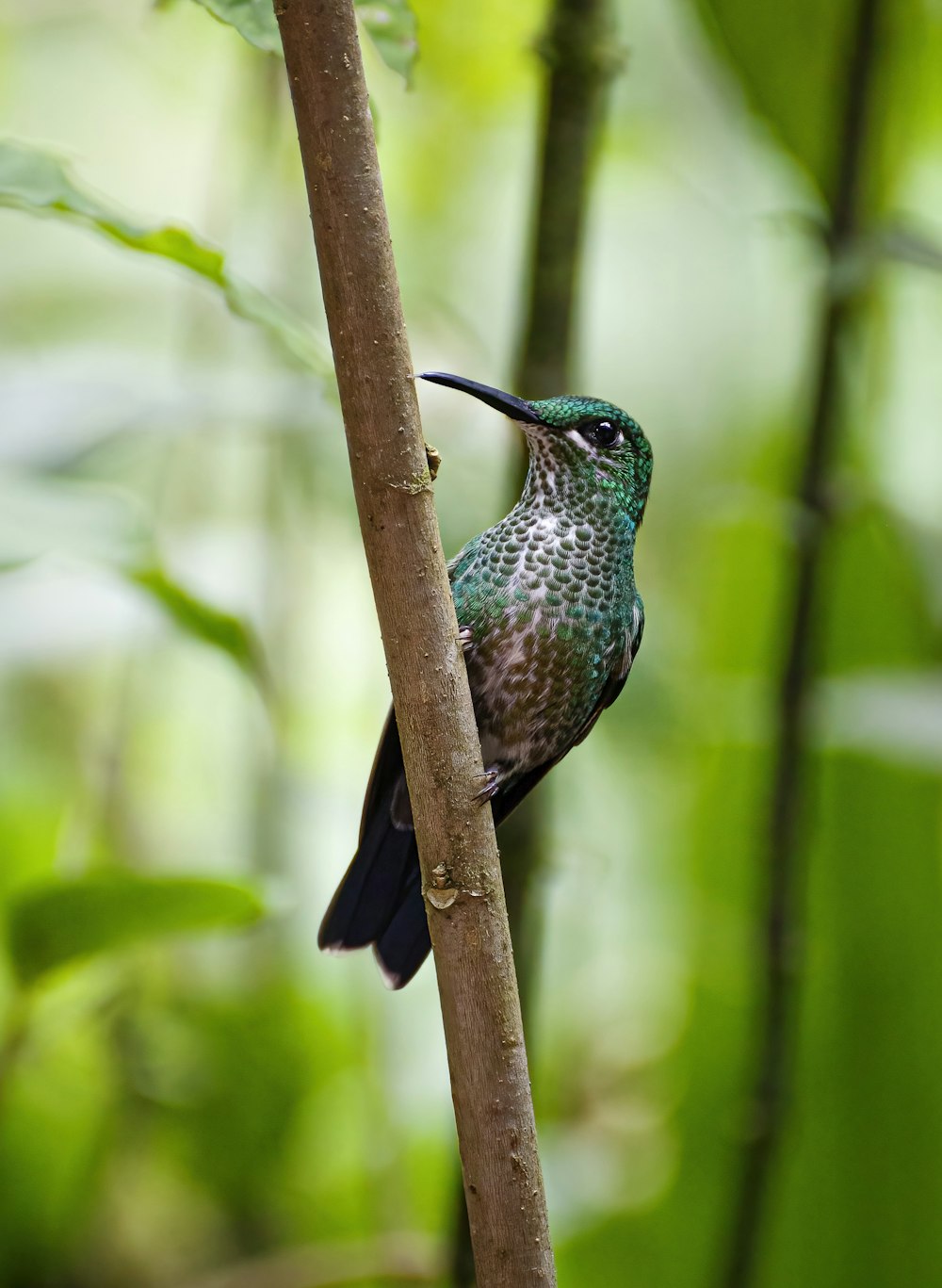 a bird perched on a tree branch in a forest