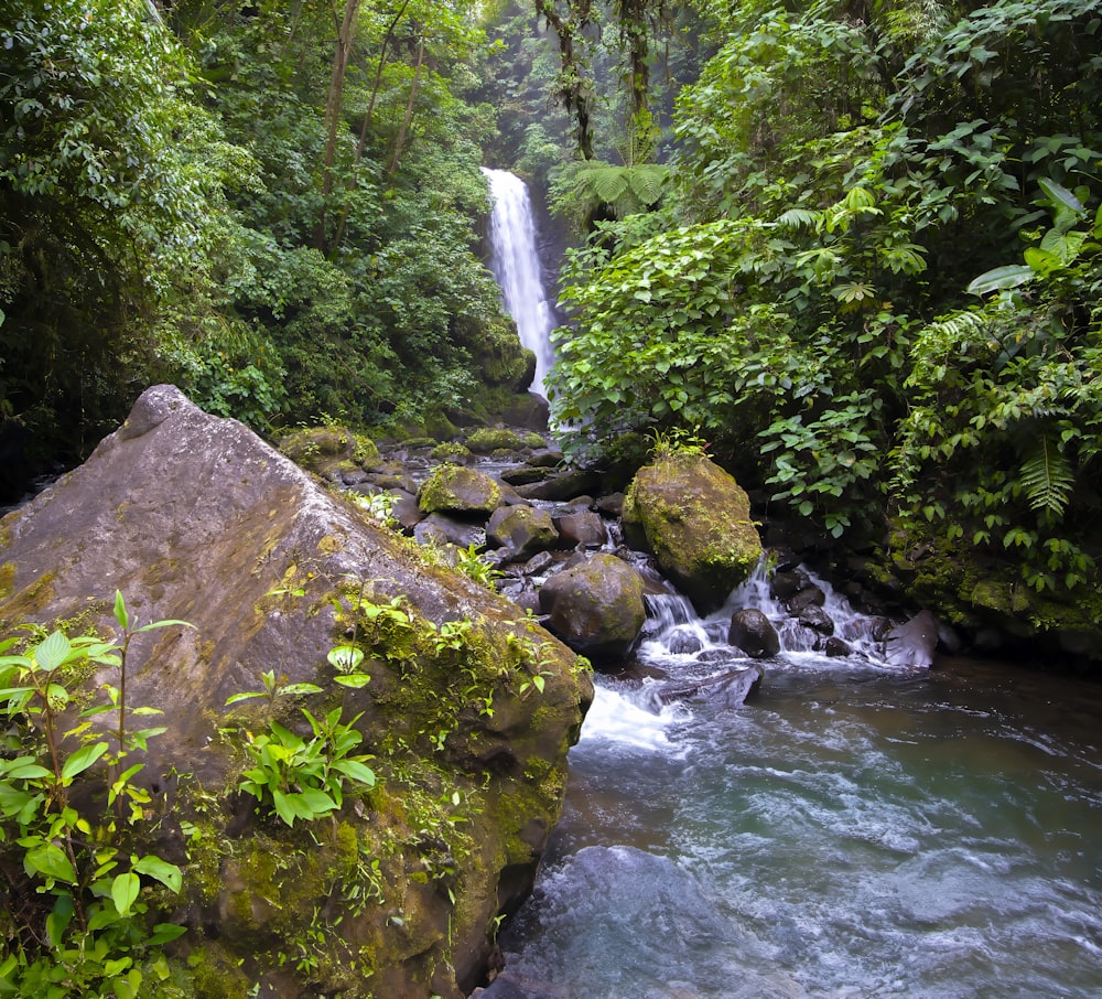 Une petite cascade au milieu d’une forêt