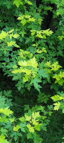 A dense cluster of maple leaves, varying in shades of green, some with a bright yellow tint, against a backdrop of darker foliage.