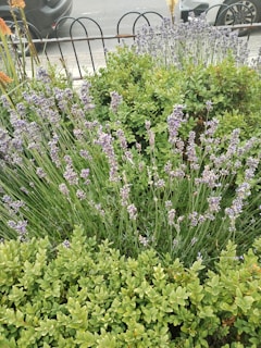 A vibrant lavender garden thriving in an urban community space, with people tending plants and enjoying the greenery.