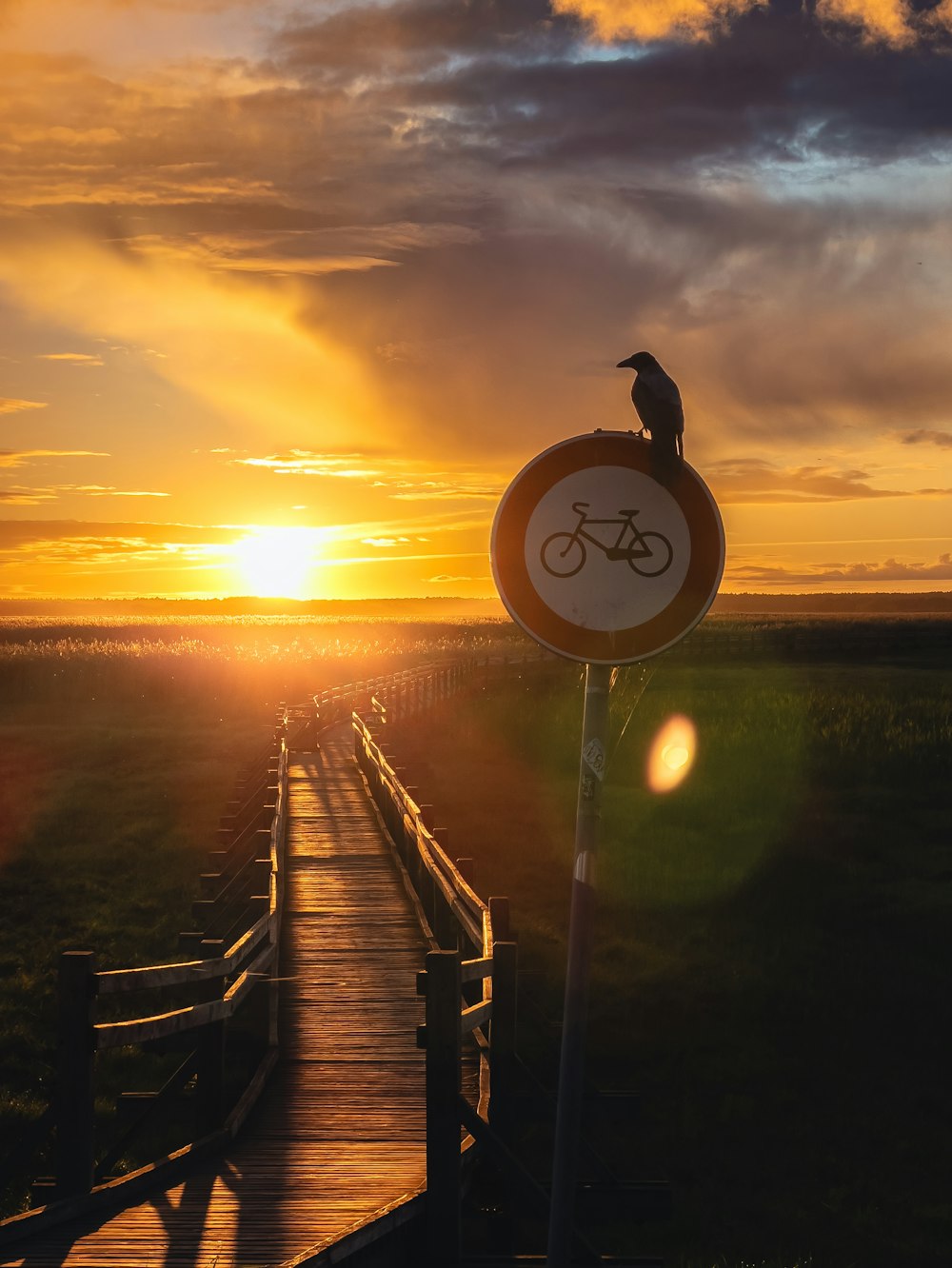 um pássaro sentado em cima de um sinal de bicicleta