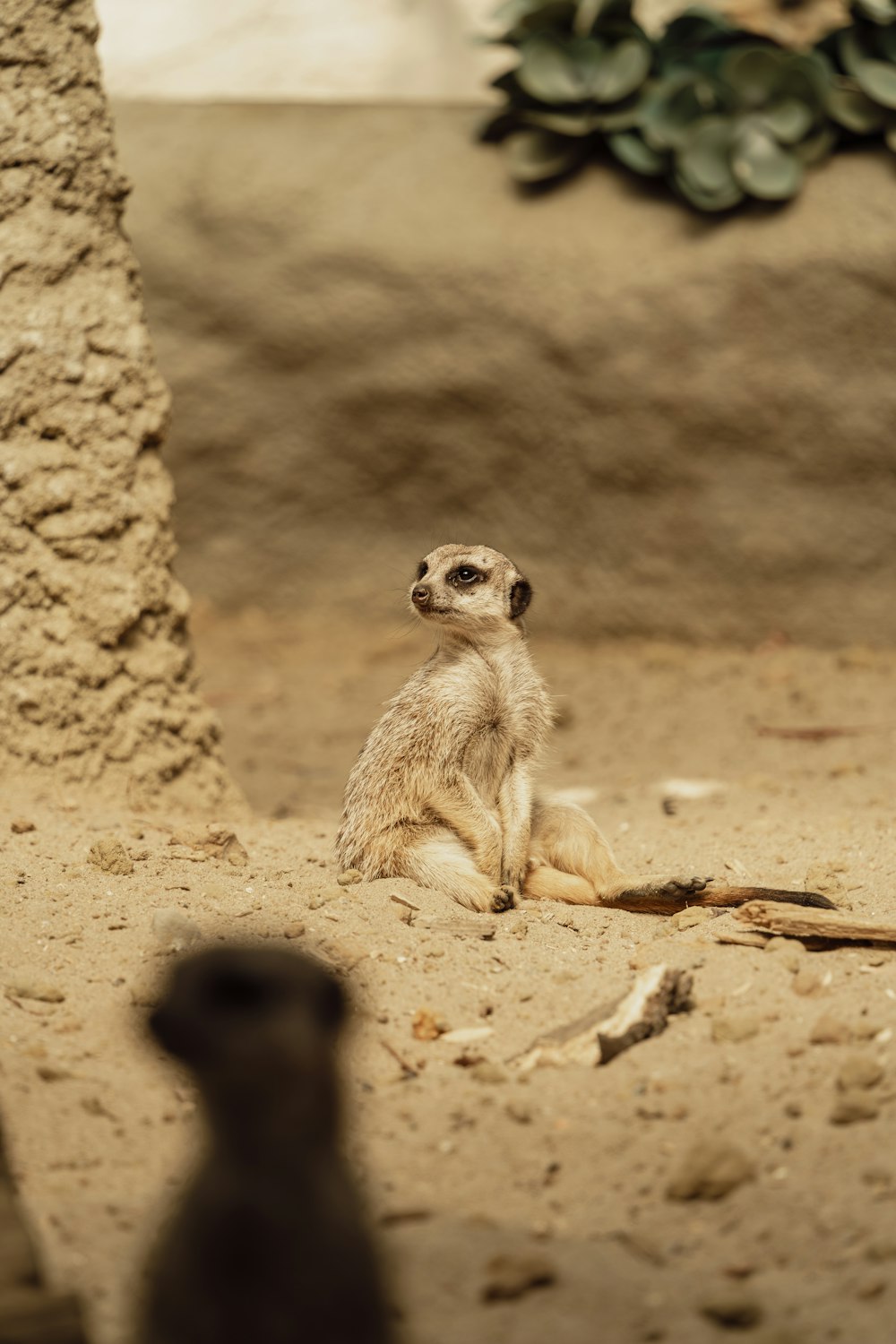 a small meerkat is sitting on the ground