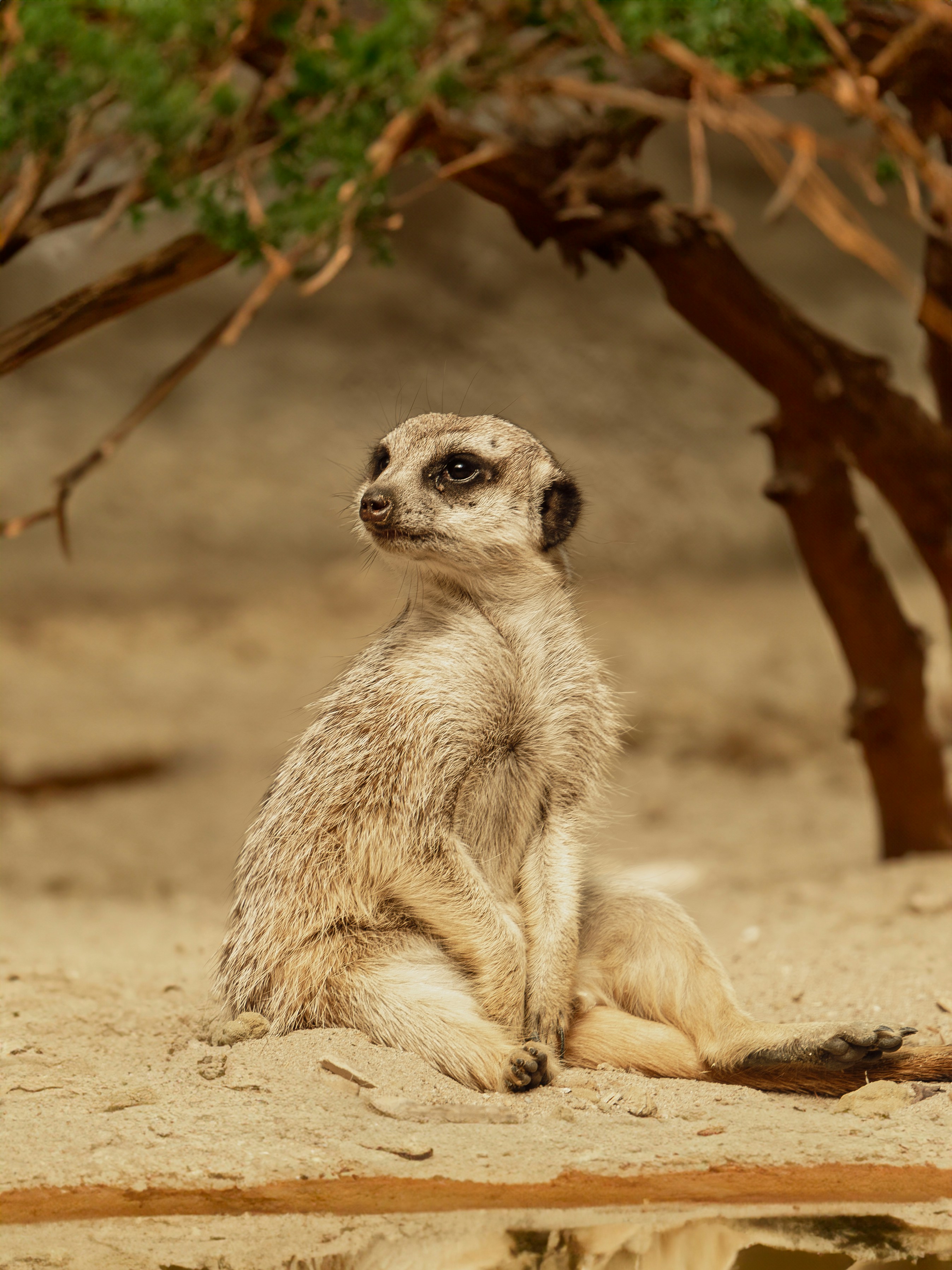Un petit suricate assis sous un arbre photo – Photo Faune Gratuite sur ...
