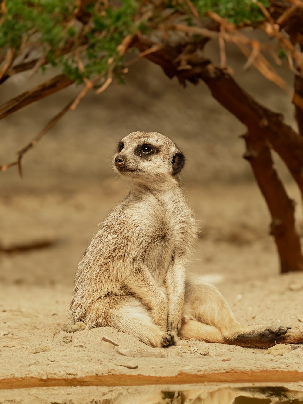 a small meerkat sitting under a tree