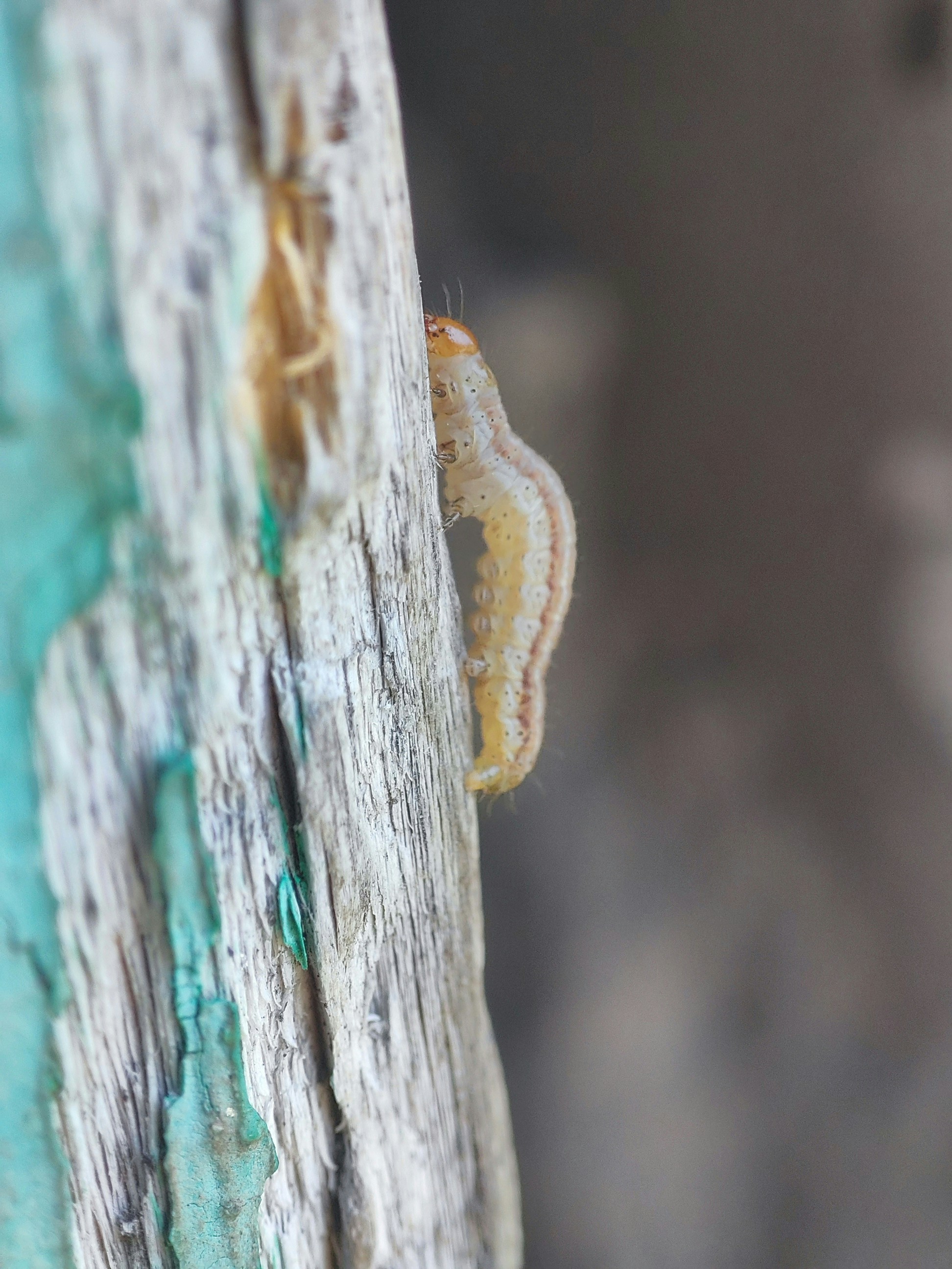 Photo by pavlo_bodnar