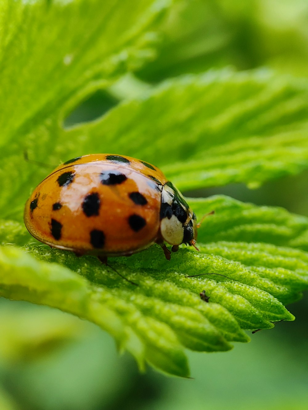 a lady bug sitting on top of a green leaf