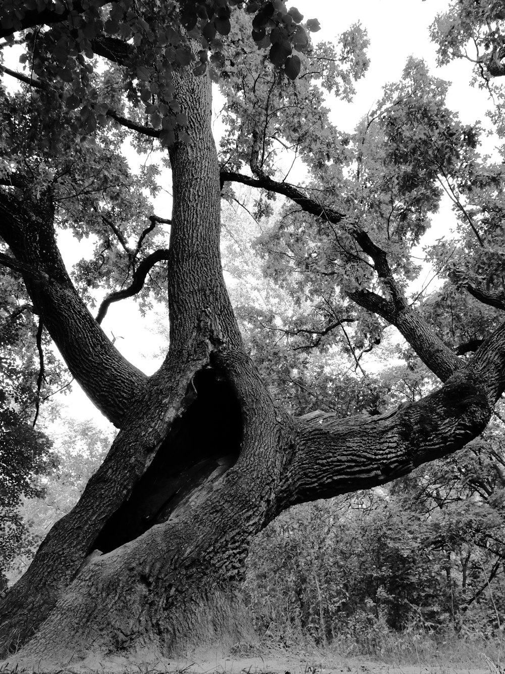 a black and white photo of a large tree