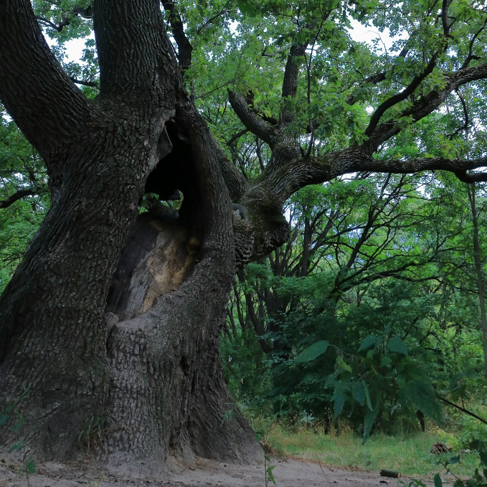 a large tree with a hole in the middle of it