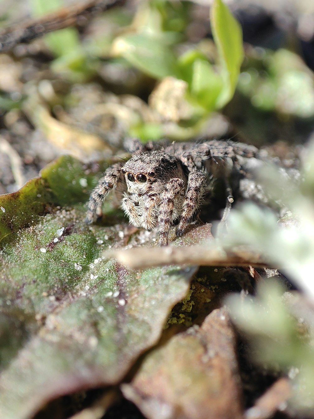 a small owl sitting on top of a leaf covered ground