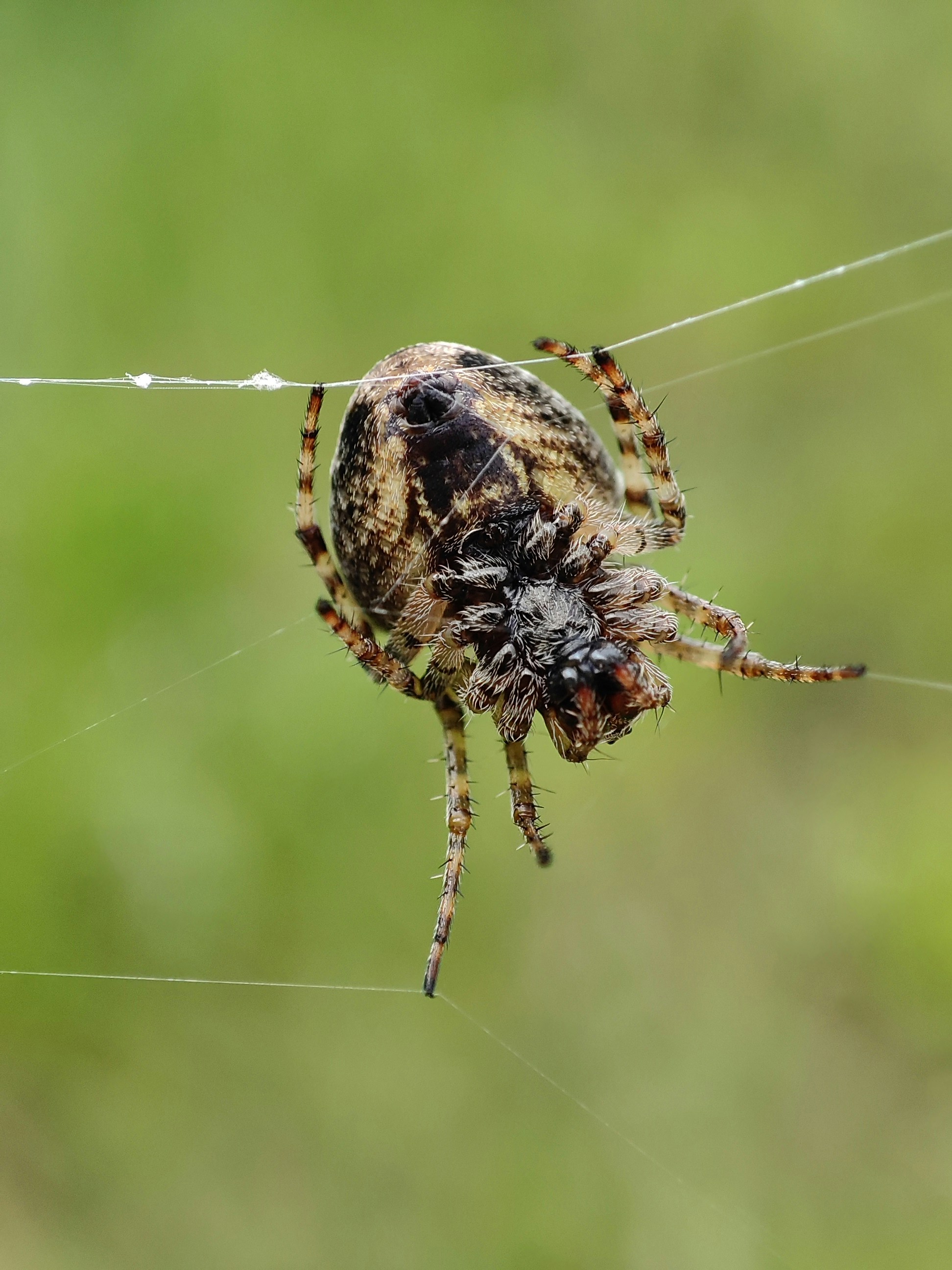 Photo by pavlo_bodnar