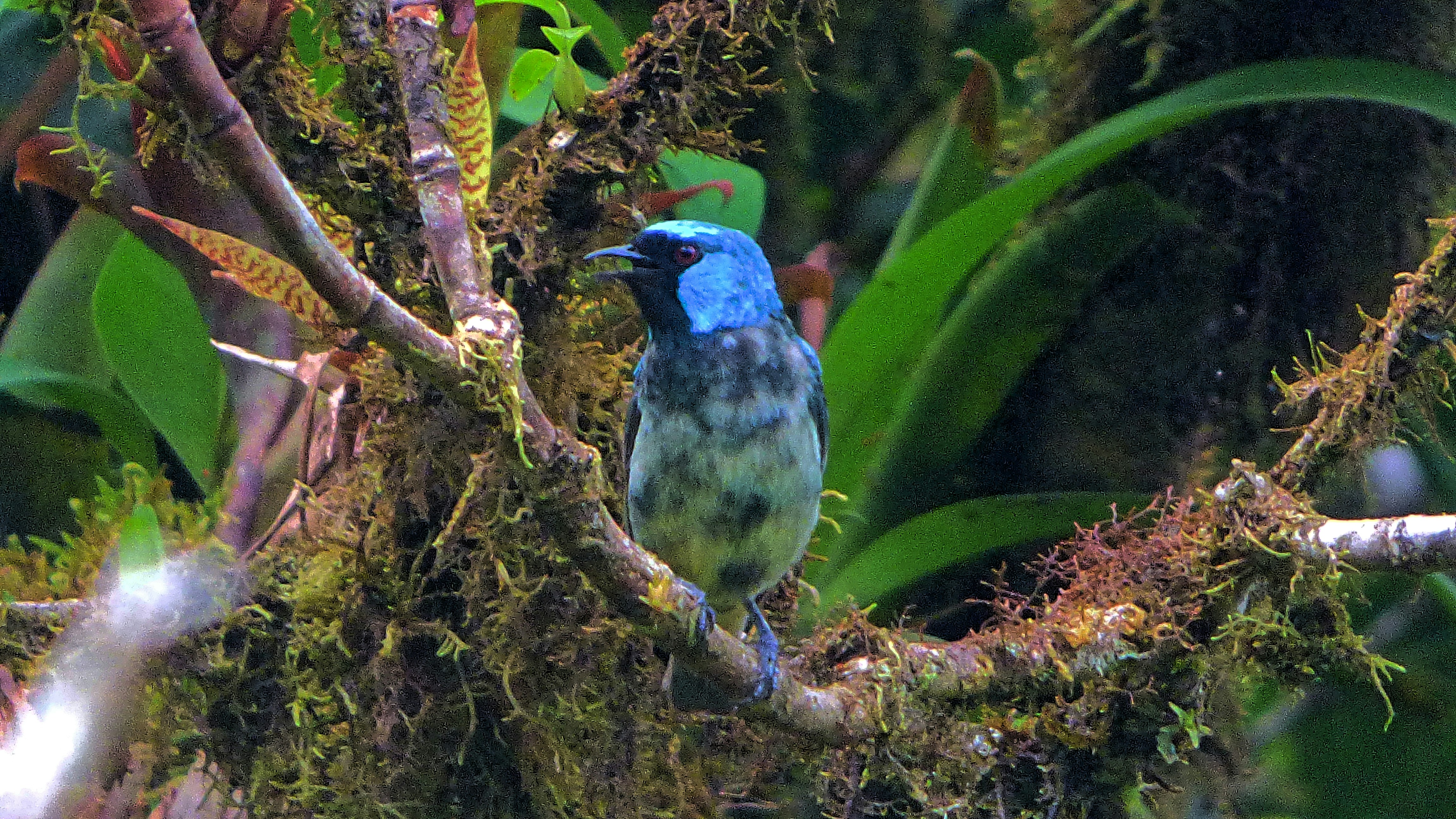 a blue and green bird sitting on a tree branch
