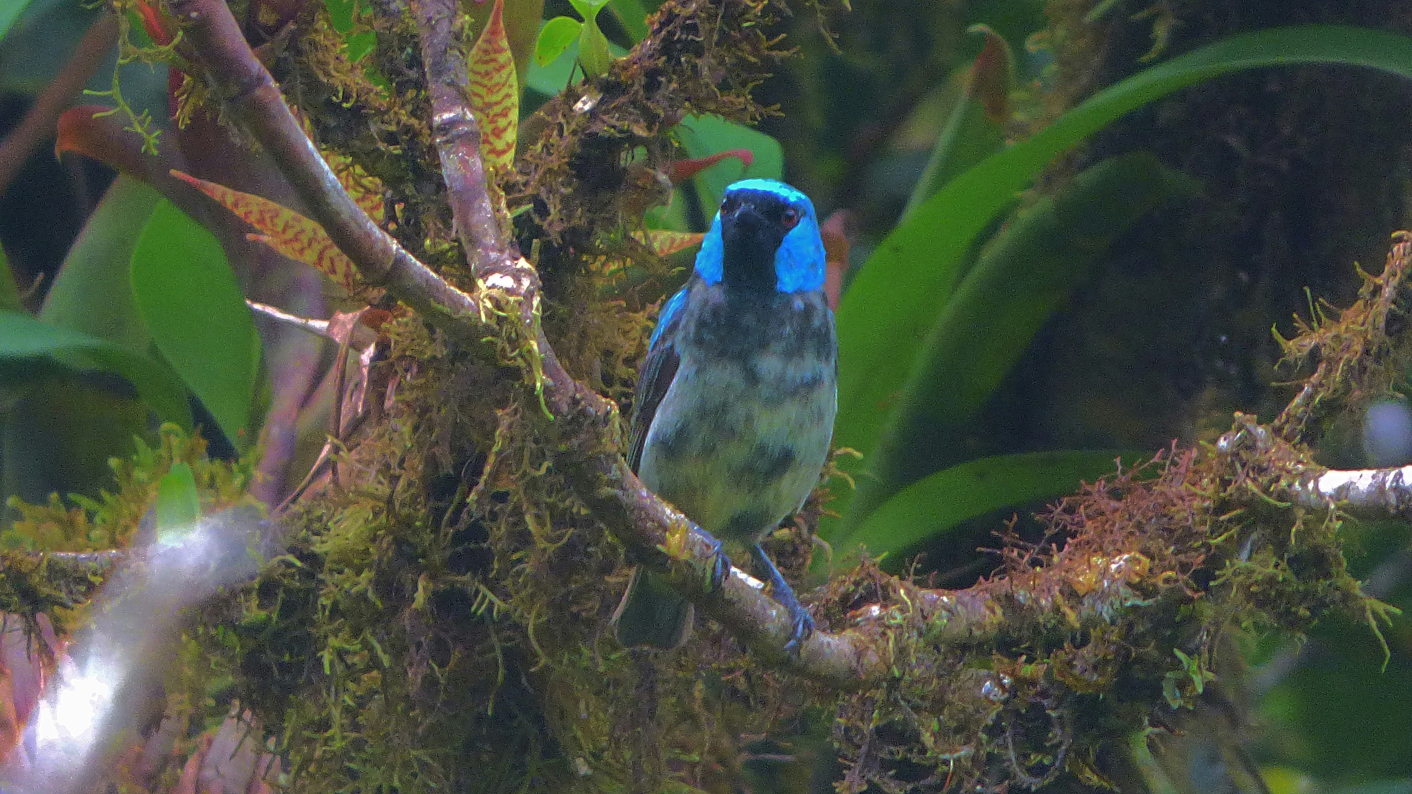 a blue and green bird sitting on a tree branch