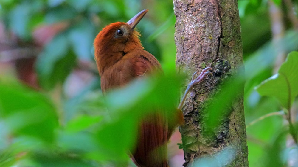 a red bird perched on a tree branch