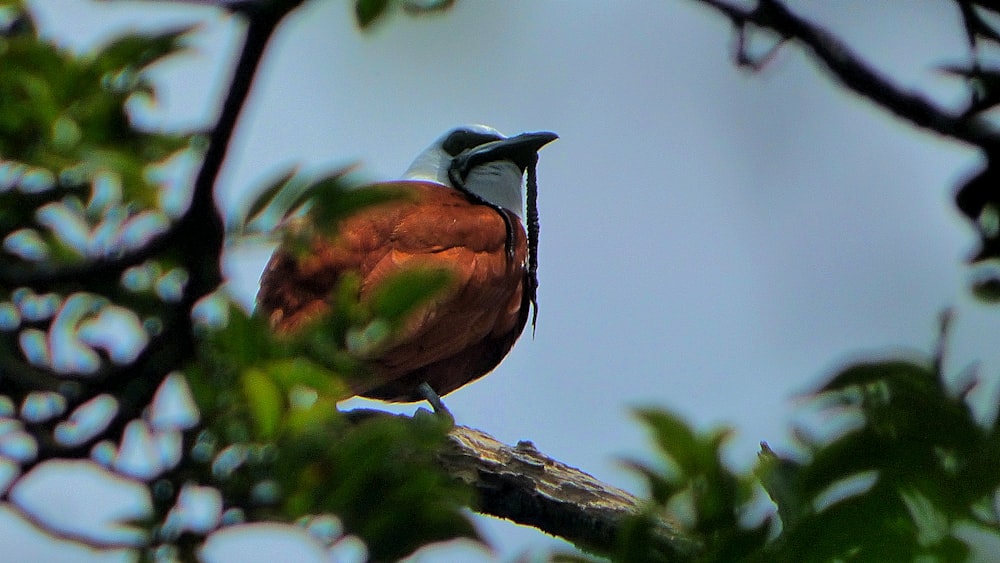 a bird sitting on top of a tree branch