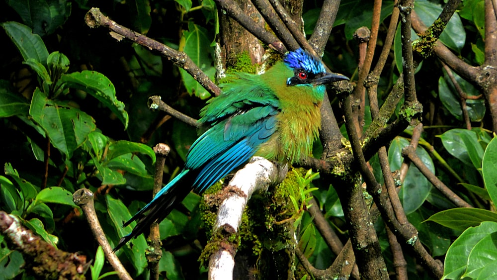 a blue and green bird sitting on a tree branch