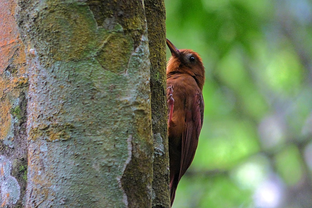 a bird is perched on the side of a tree